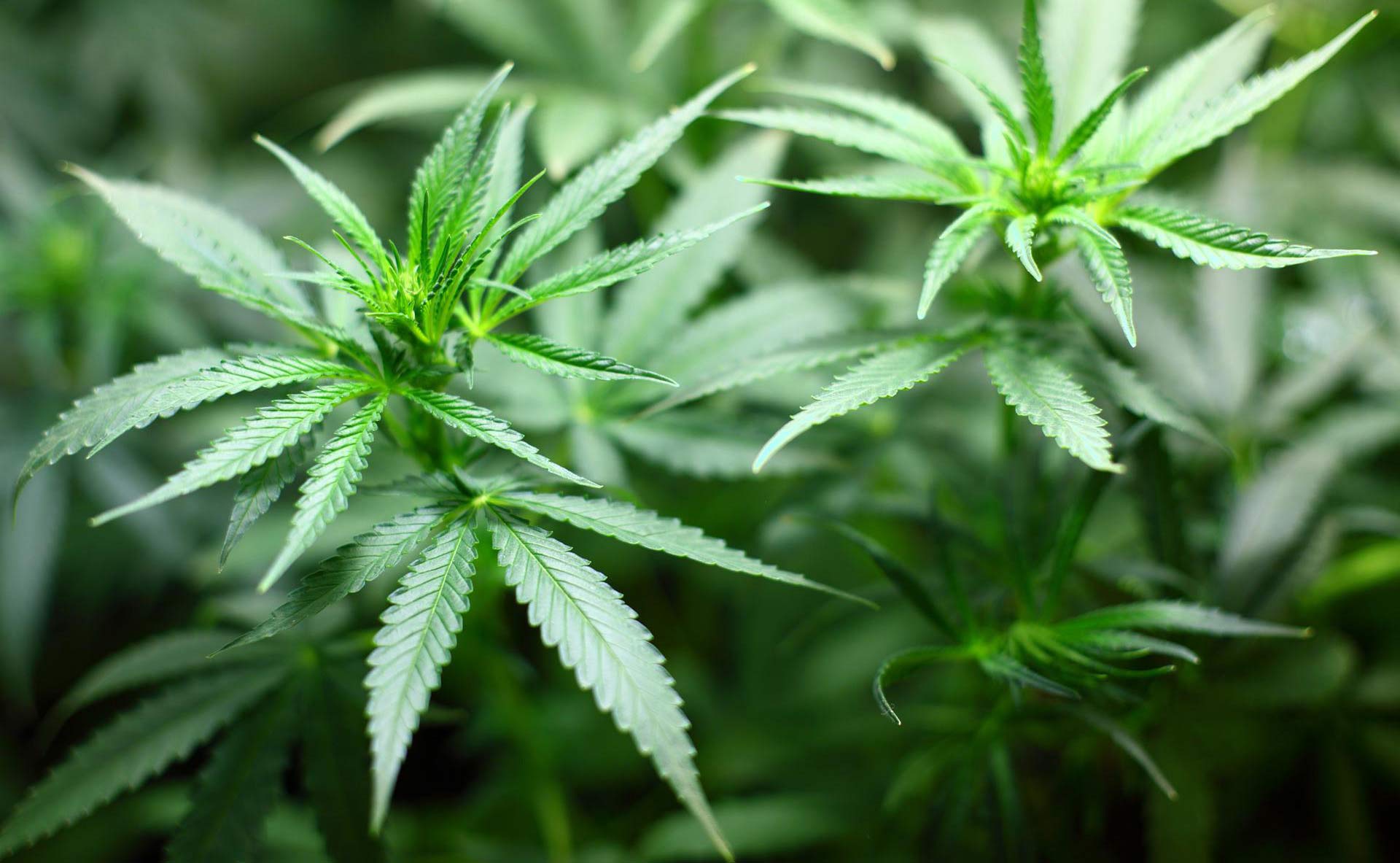 Wiehler wurde mit Cannabis-Investment betrogen