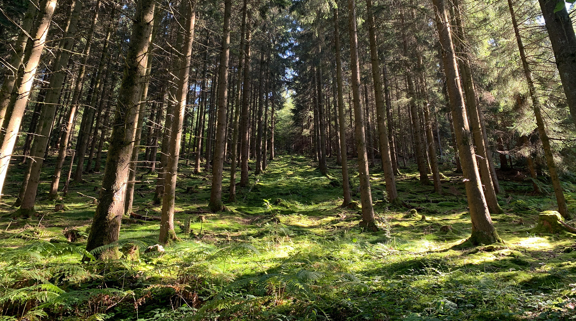 Oberbergischer Kreis bietet Exkursionen für Waldbesitzende an