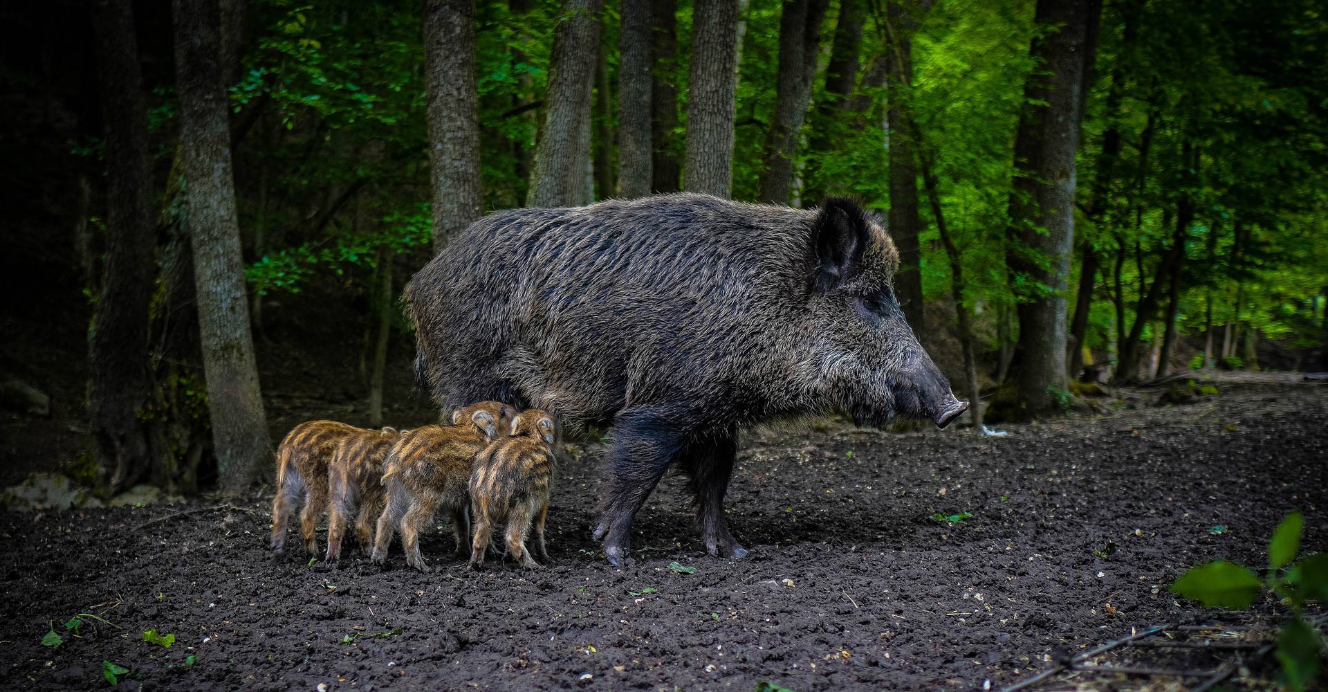 Tödliche Gefahr für Hunde: Aujeszkysche Krankheit bei Wildschwein im Oberbergischen Kreis nachgewiesen